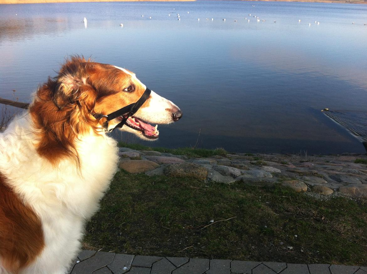 Borzoi Konstantin billede 1