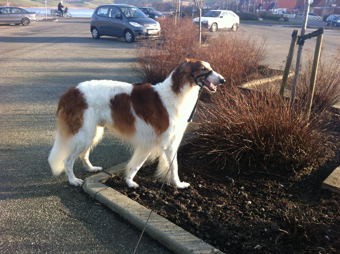 Borzoi Konstantin billede 2