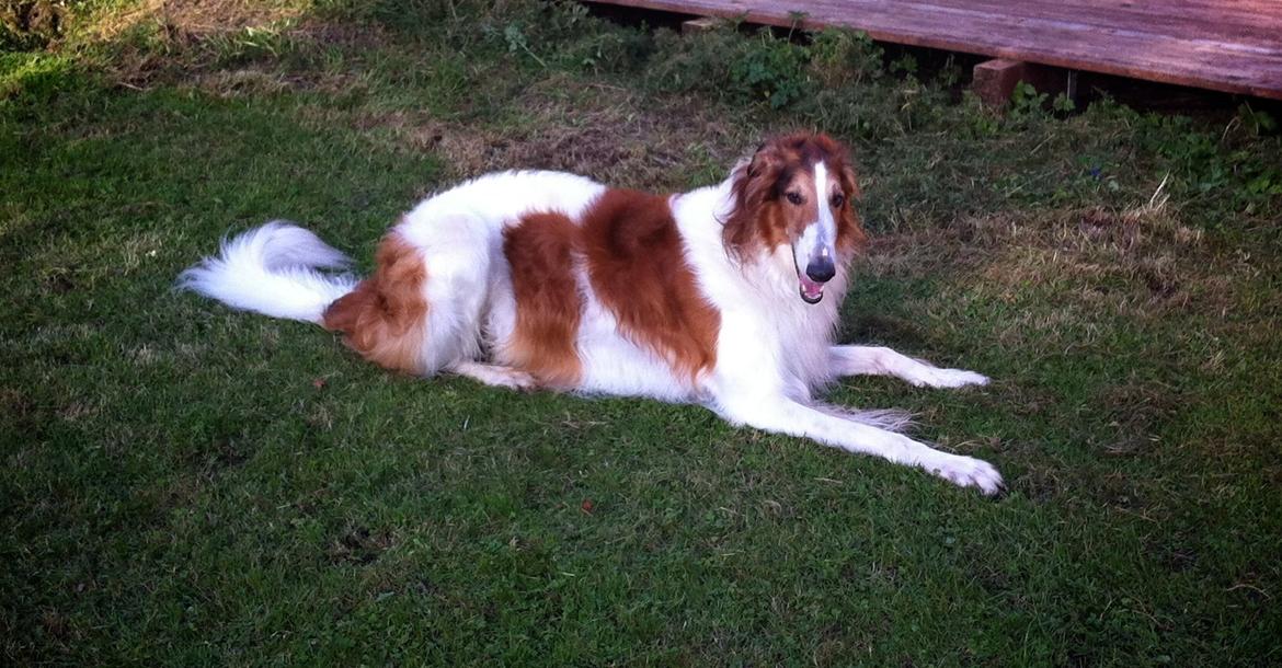 Borzoi Konstantin billede 3