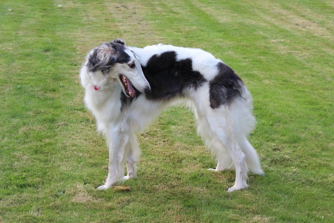 Borzoi Mille billede 2