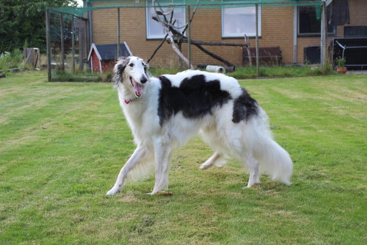 Borzoi Mille billede 6