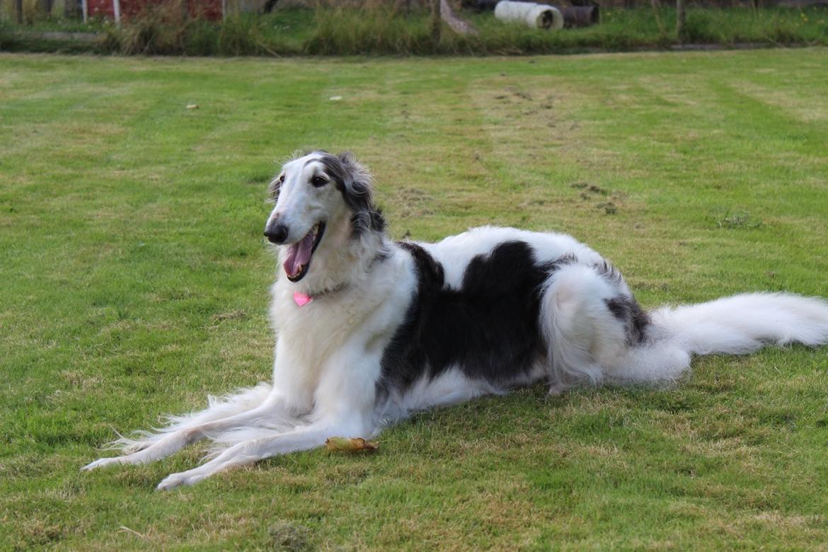 Borzoi Mille billede 7