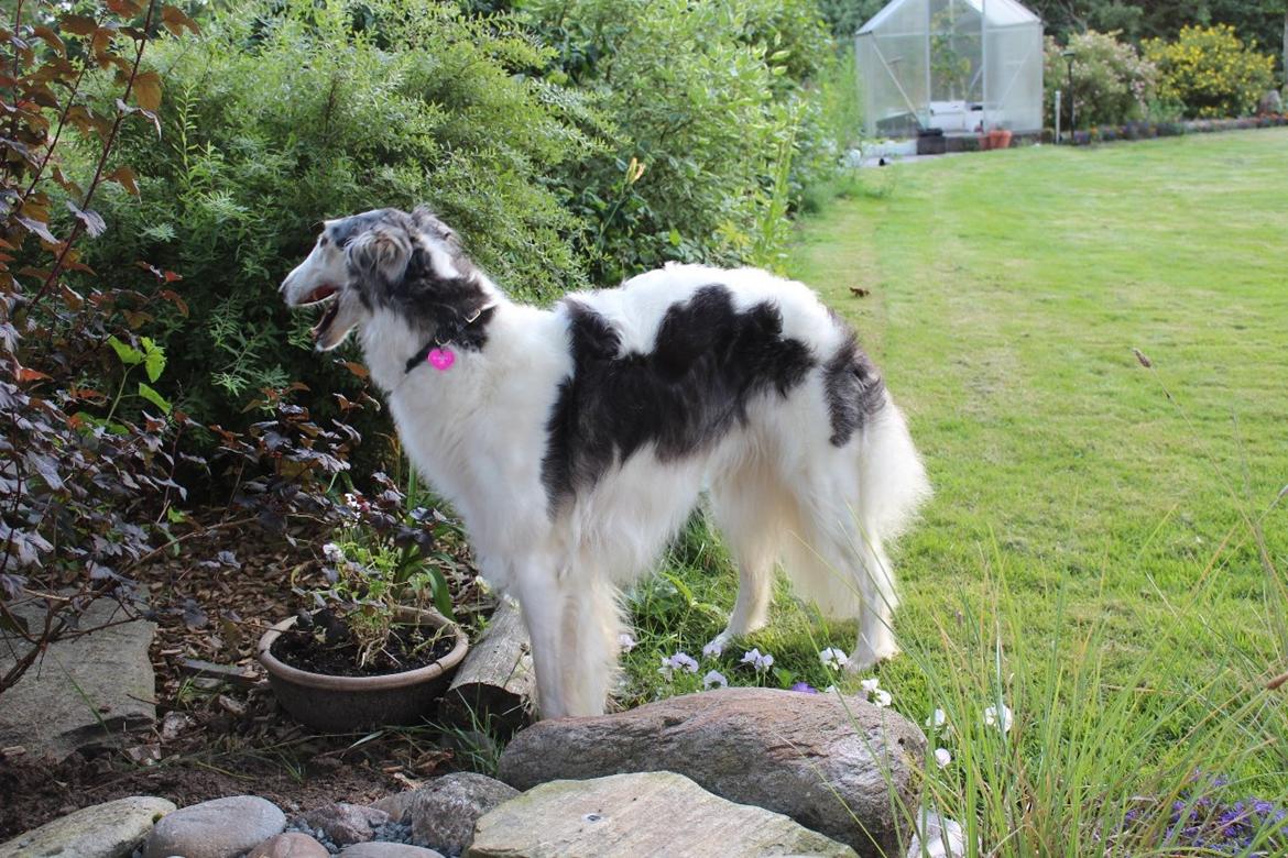 Borzoi Mille billede 8