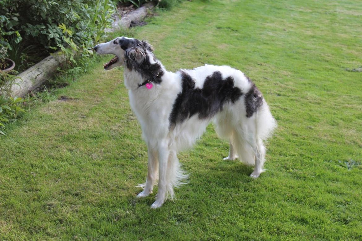 Borzoi Mille billede 9
