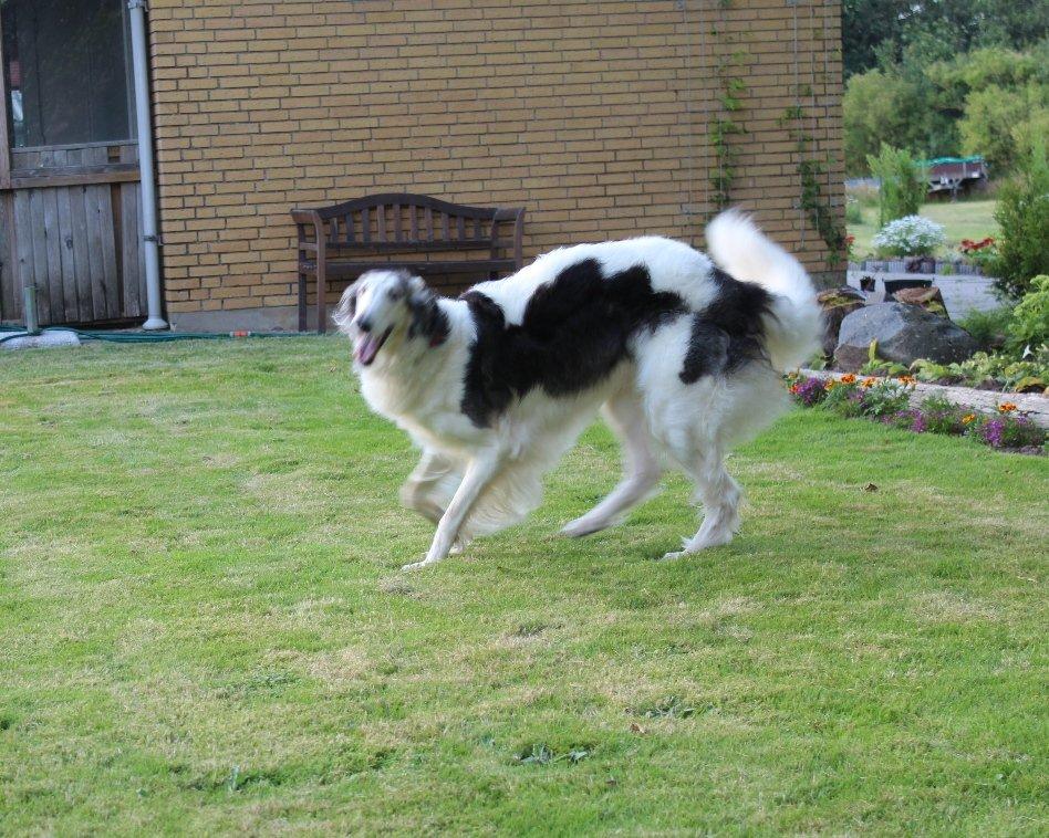 Borzoi Mille billede 10