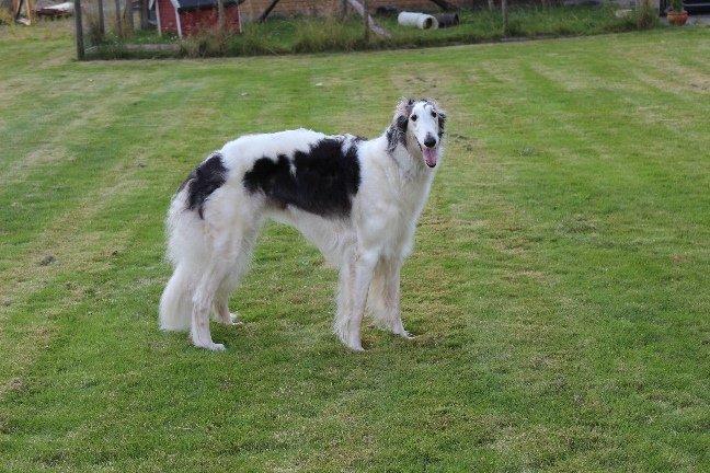 Borzoi Mille billede 1