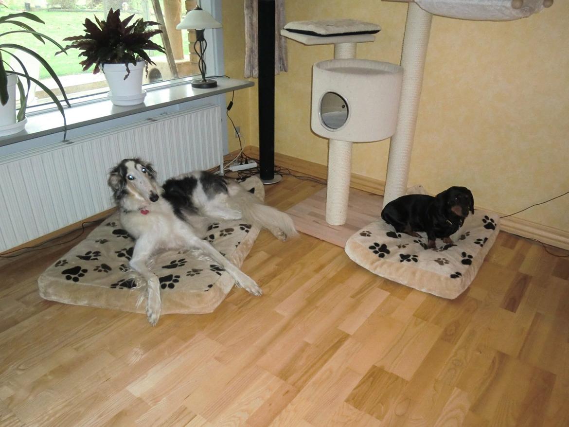 Borzoi Mille billede 12
