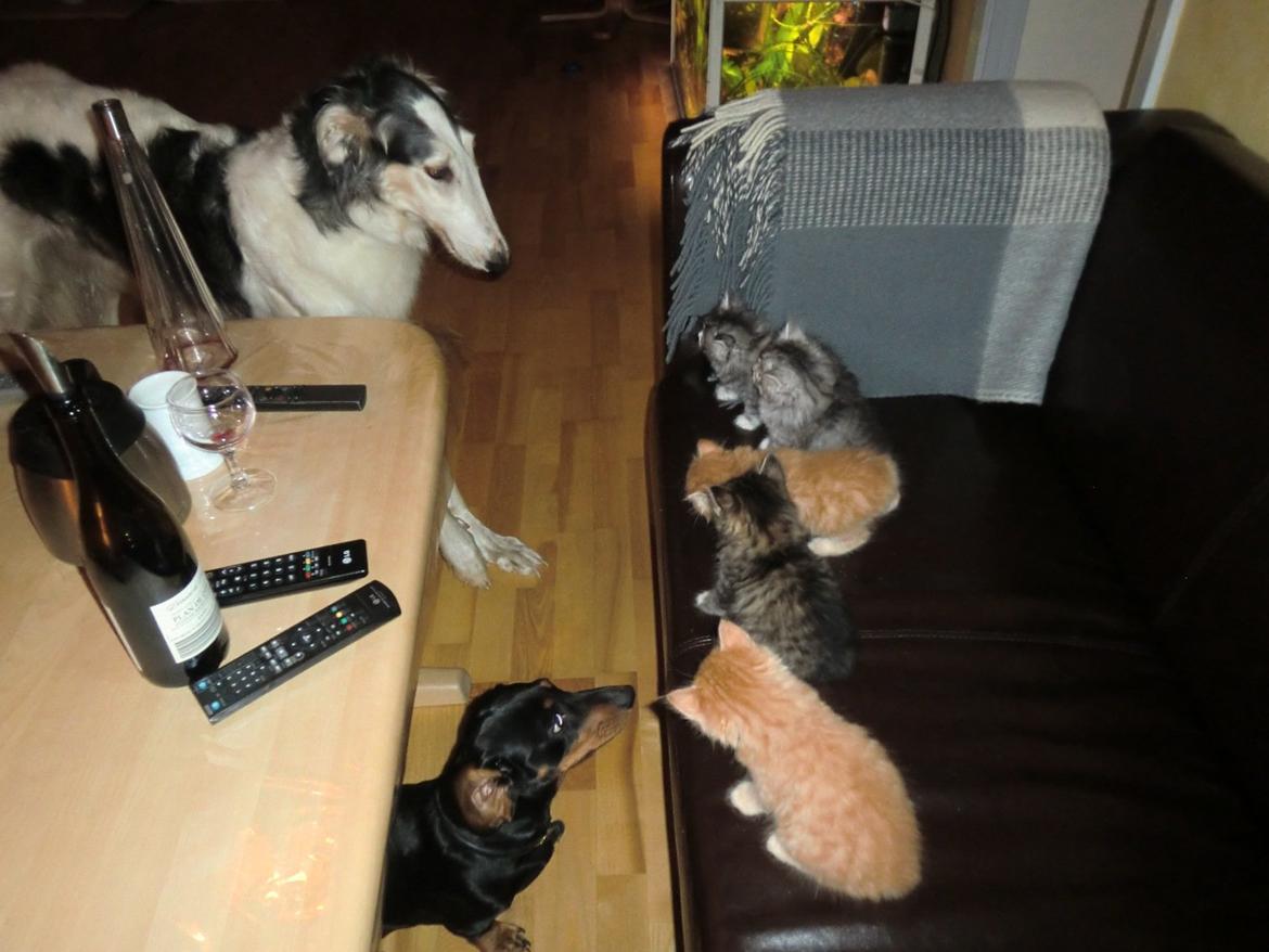 Borzoi Mille billede 14