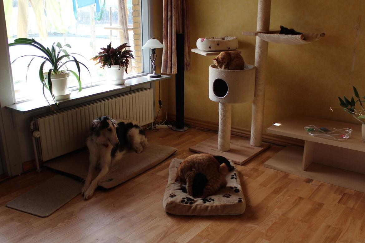 Borzoi Mille billede 16