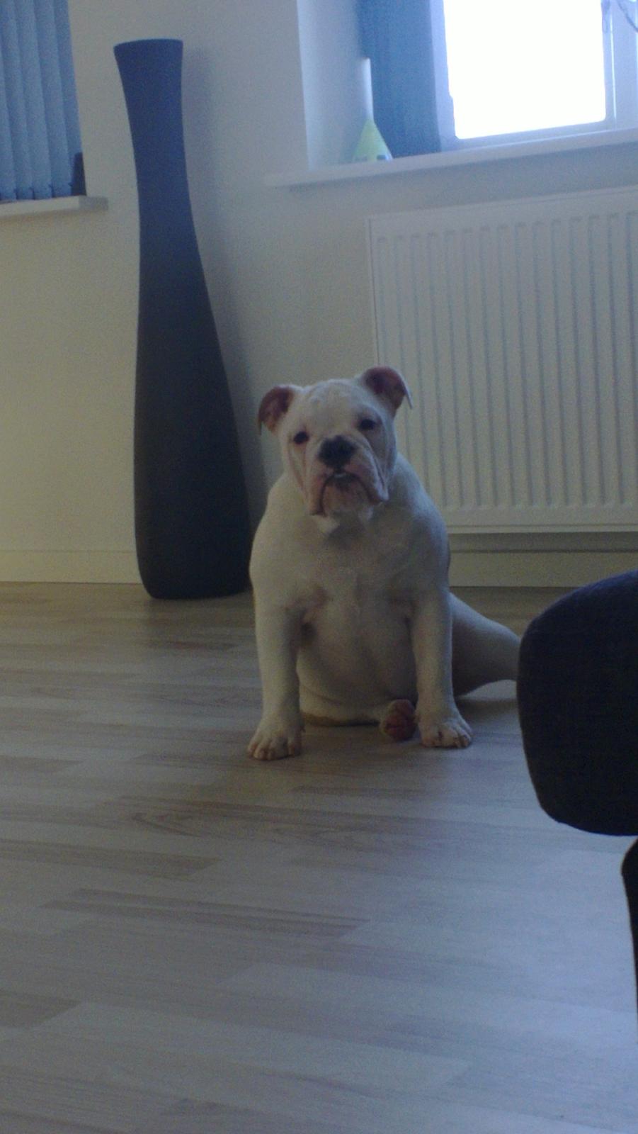 Engelsk bulldog Mini billede 1