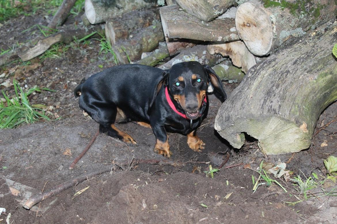 Gravhund Teddi billede 3