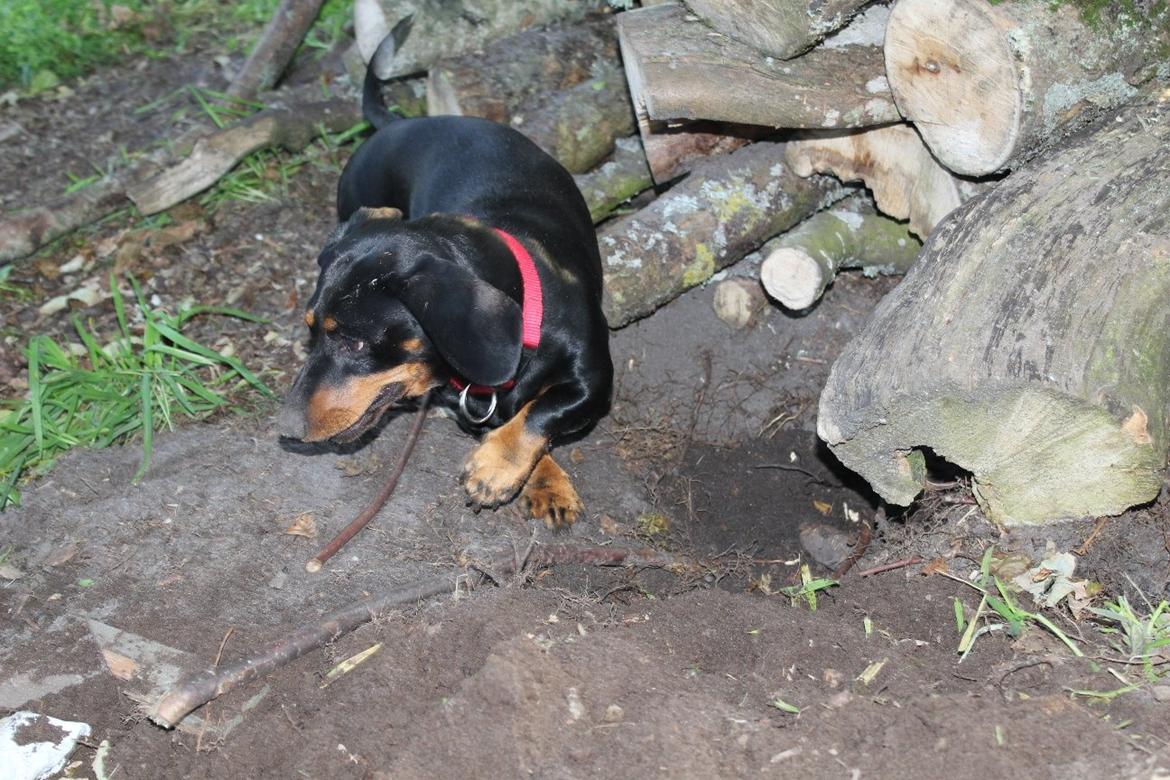 Gravhund Teddi billede 2