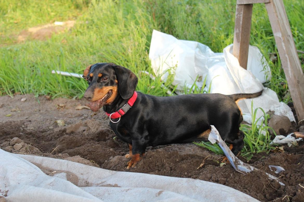 Gravhund Teddi billede 1