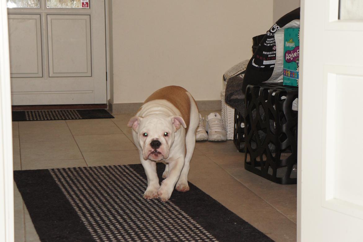 Engelsk bulldog Mini billede 2