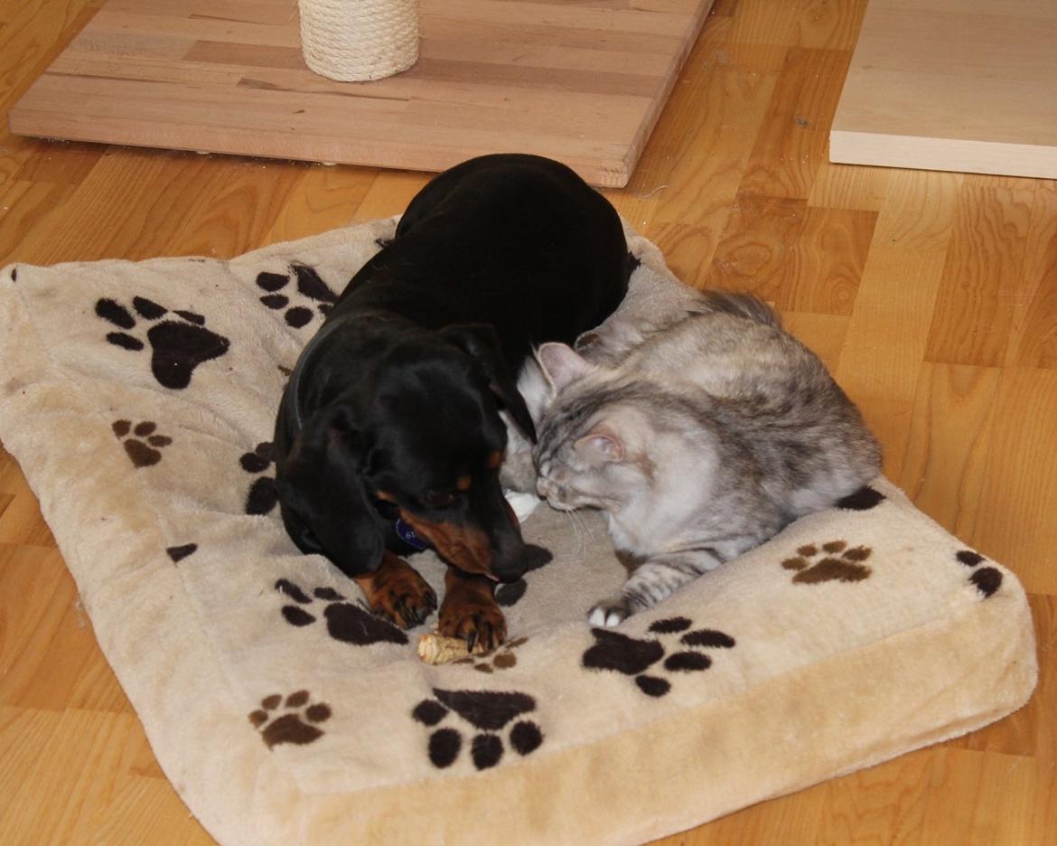 Gravhund Teddi billede 6