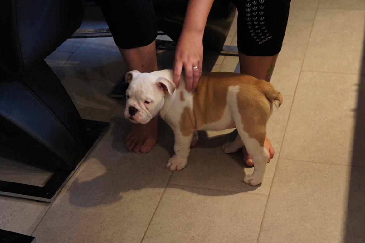 Engelsk bulldog Mini billede 3