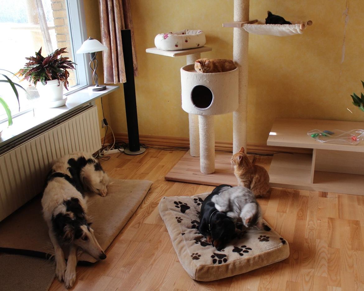 Gravhund Teddi billede 5