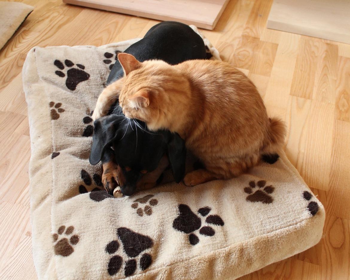 Gravhund Teddi billede 4