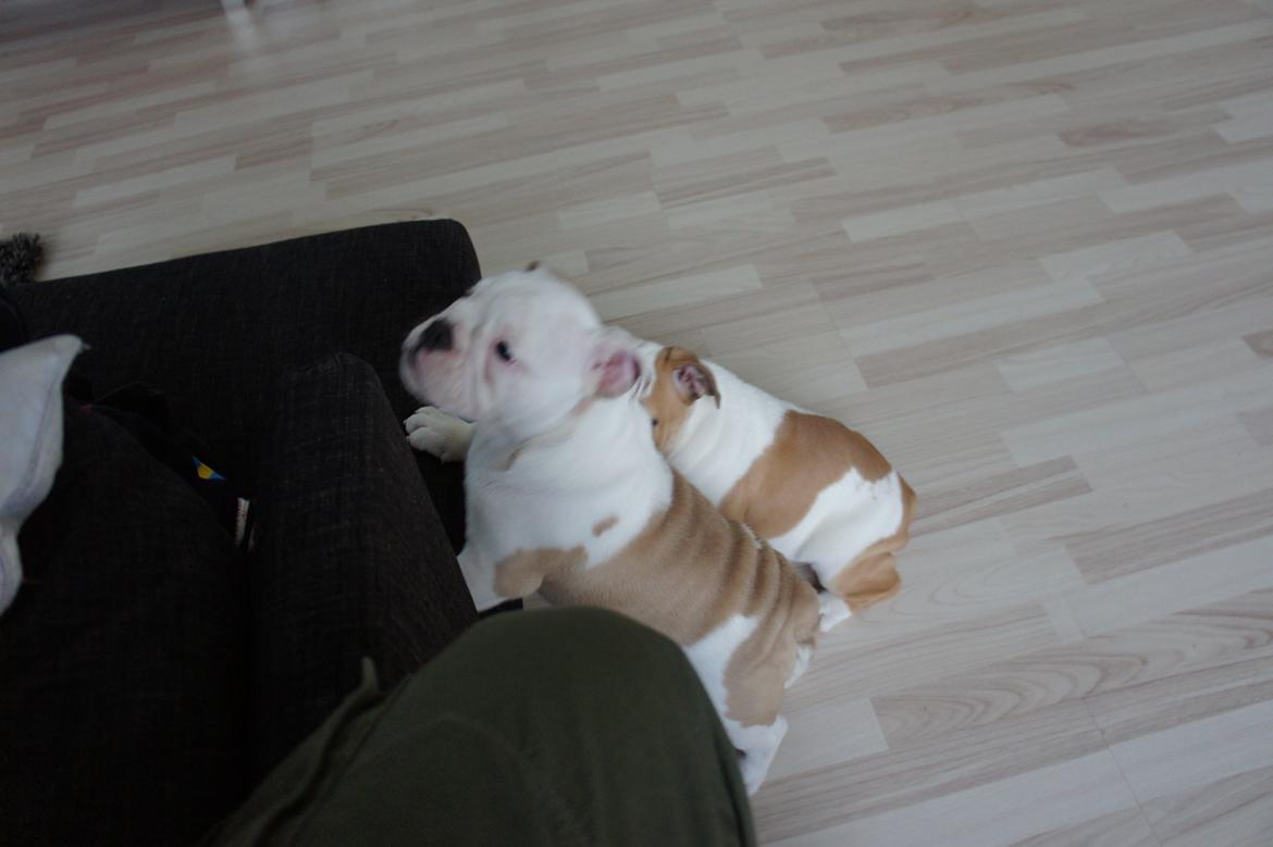 Engelsk bulldog Mini billede 4