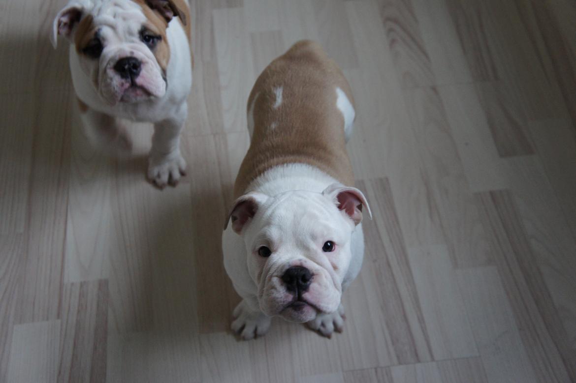 Engelsk bulldog Mini billede 5