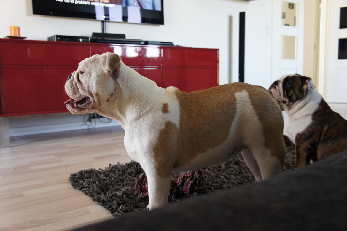 Engelsk bulldog Mini billede 6