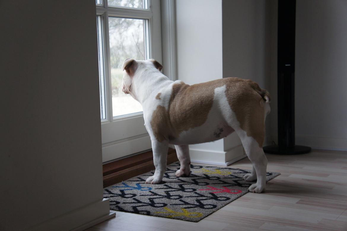 Engelsk bulldog Mini billede 7