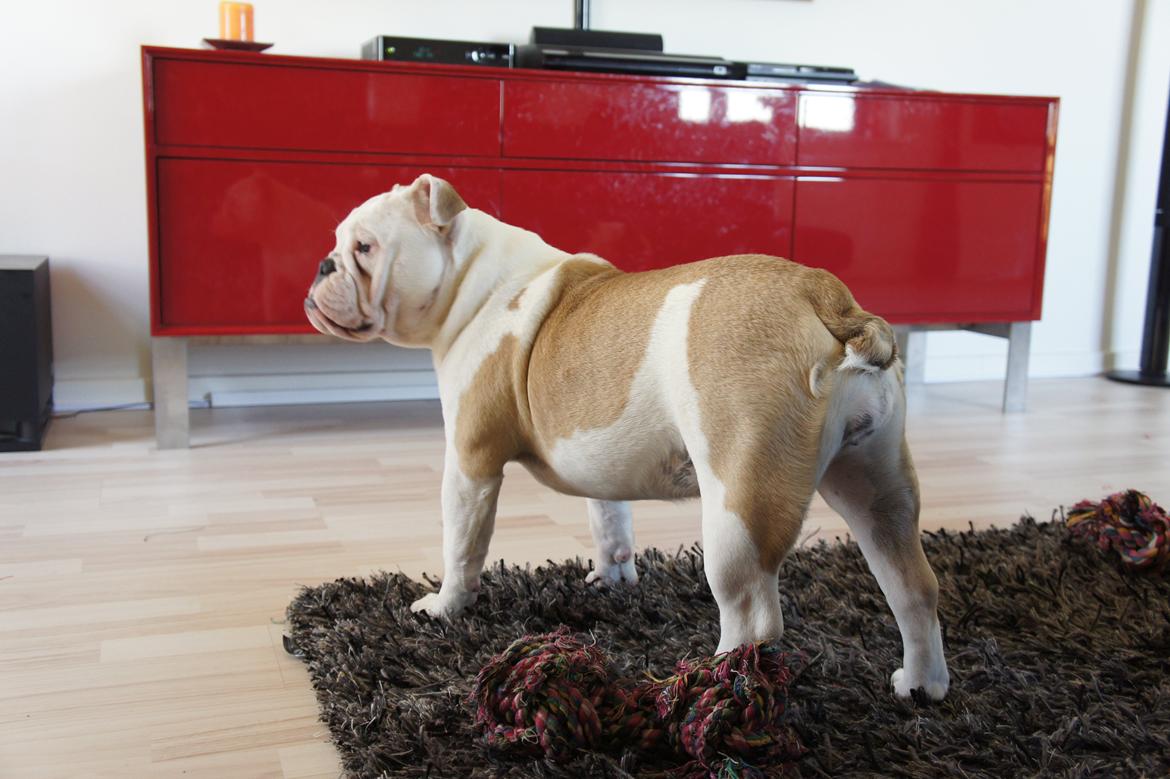 Engelsk bulldog Mini billede 8