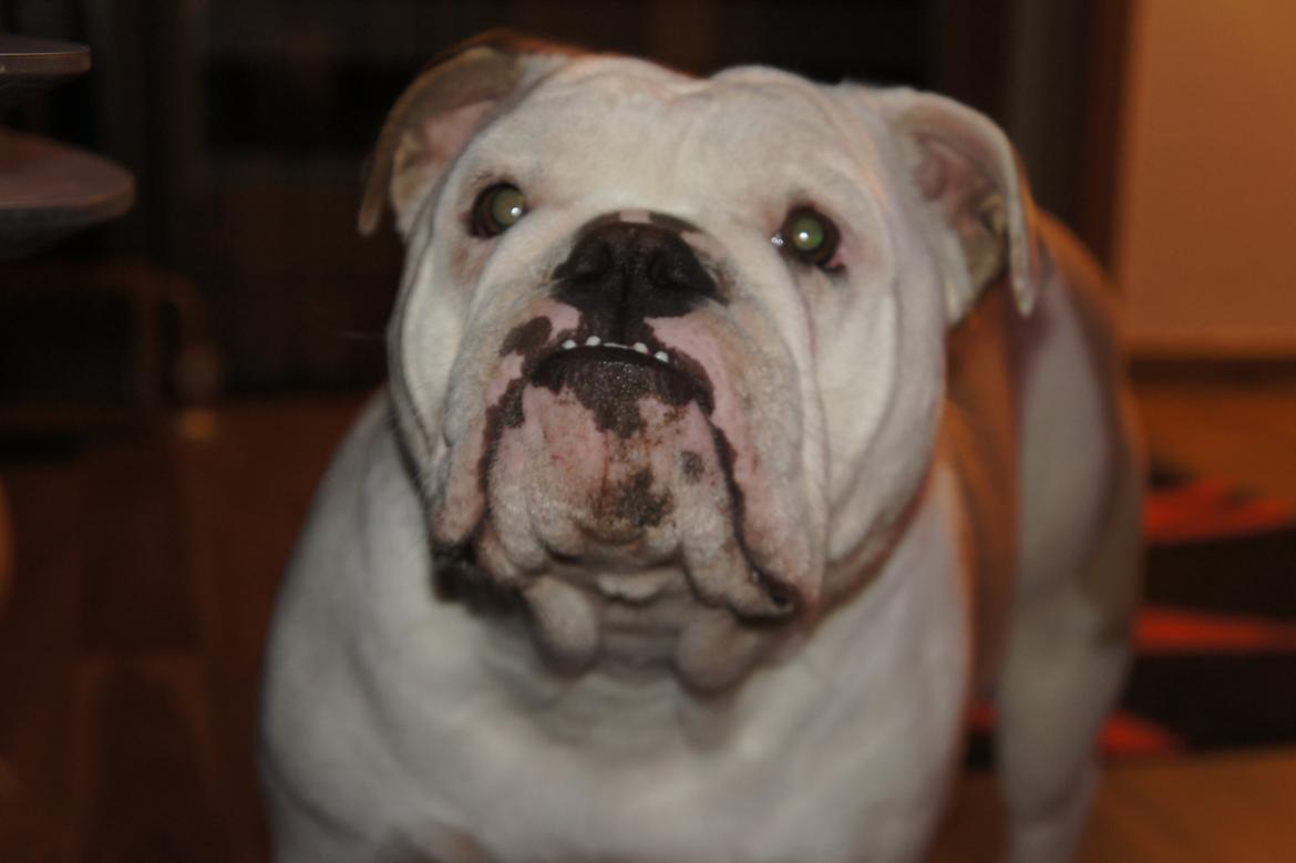 Engelsk bulldog Mini billede 9