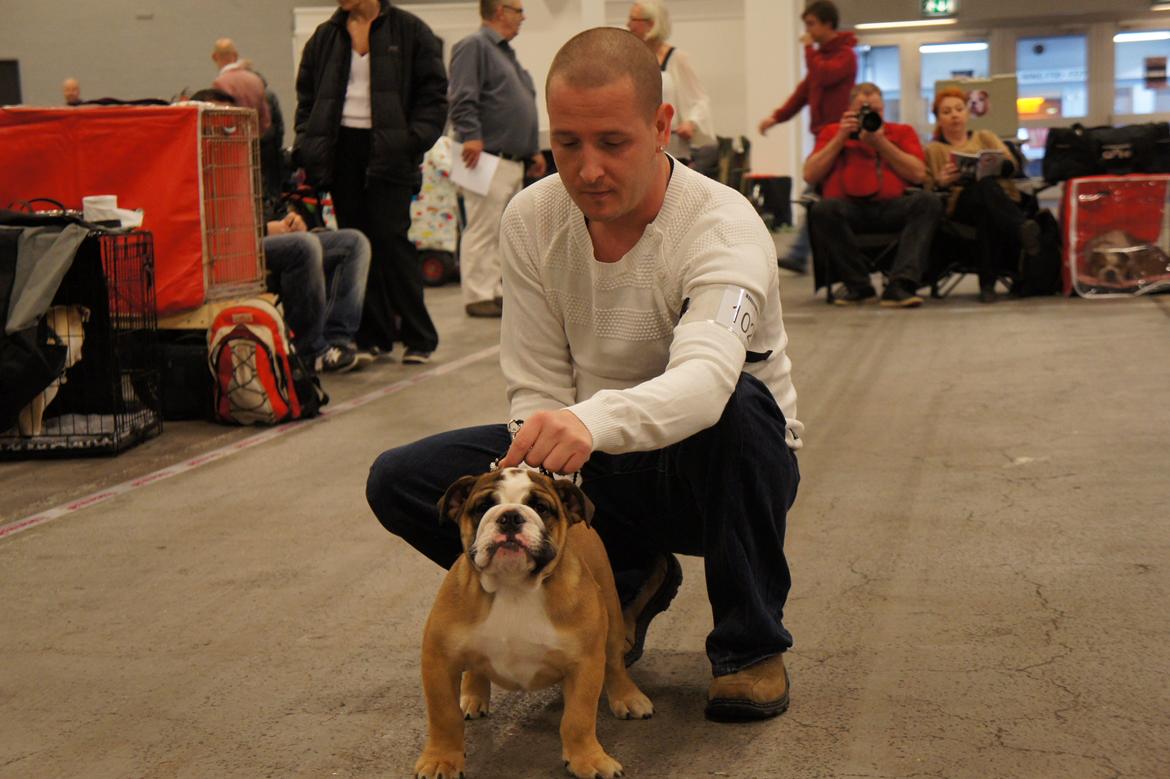 Engelsk bulldog Iggy billede 8