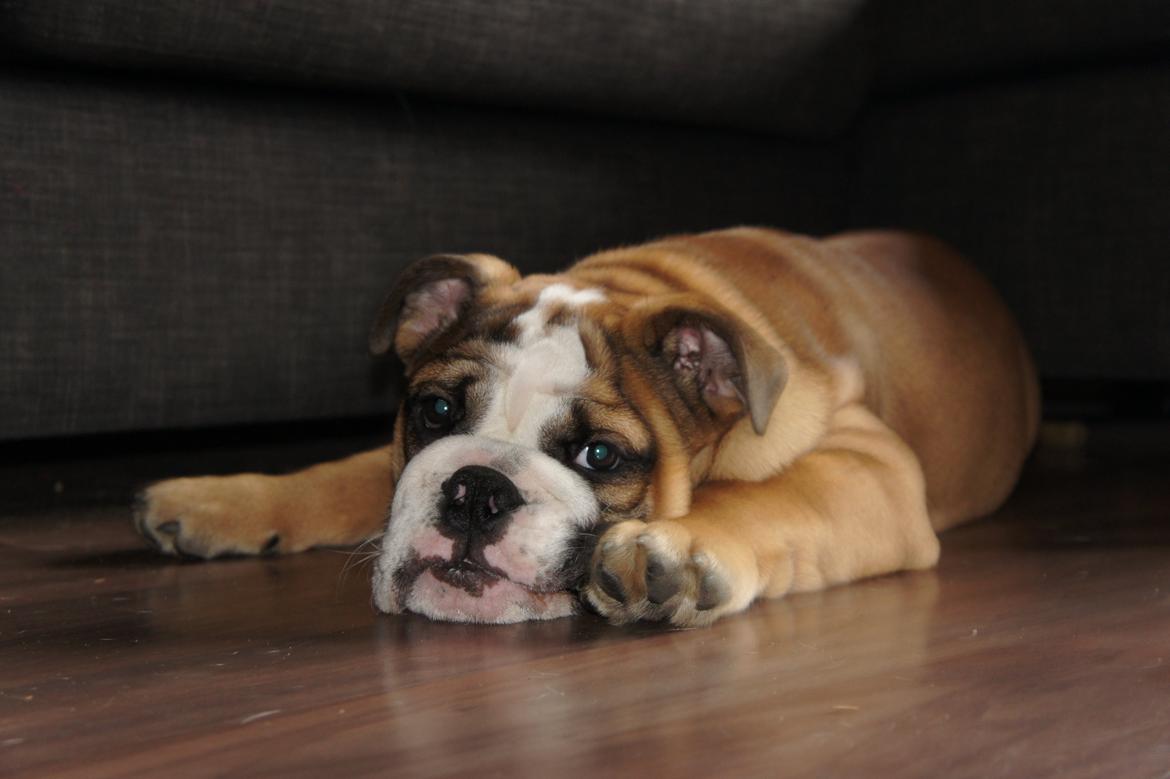 Engelsk bulldog Iggy billede 9