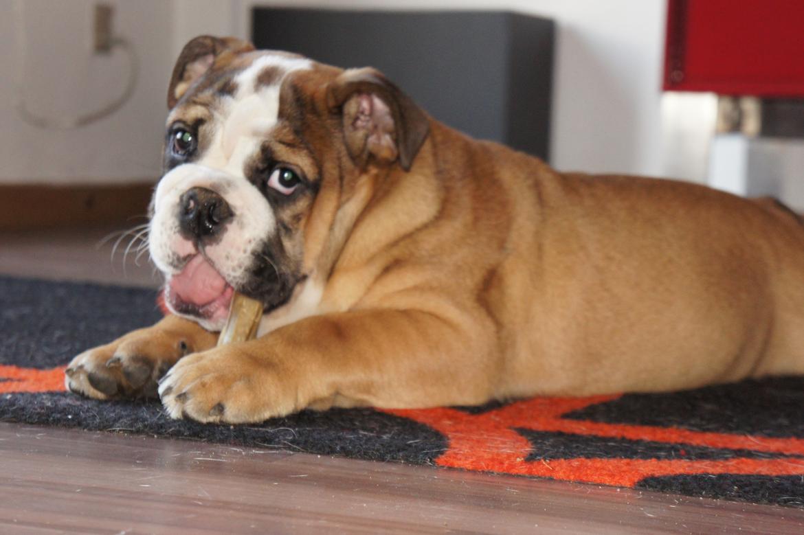 Engelsk bulldog Iggy billede 10