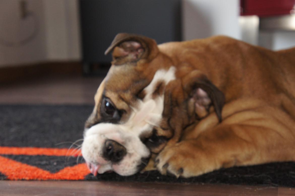 Engelsk bulldog Iggy billede 11