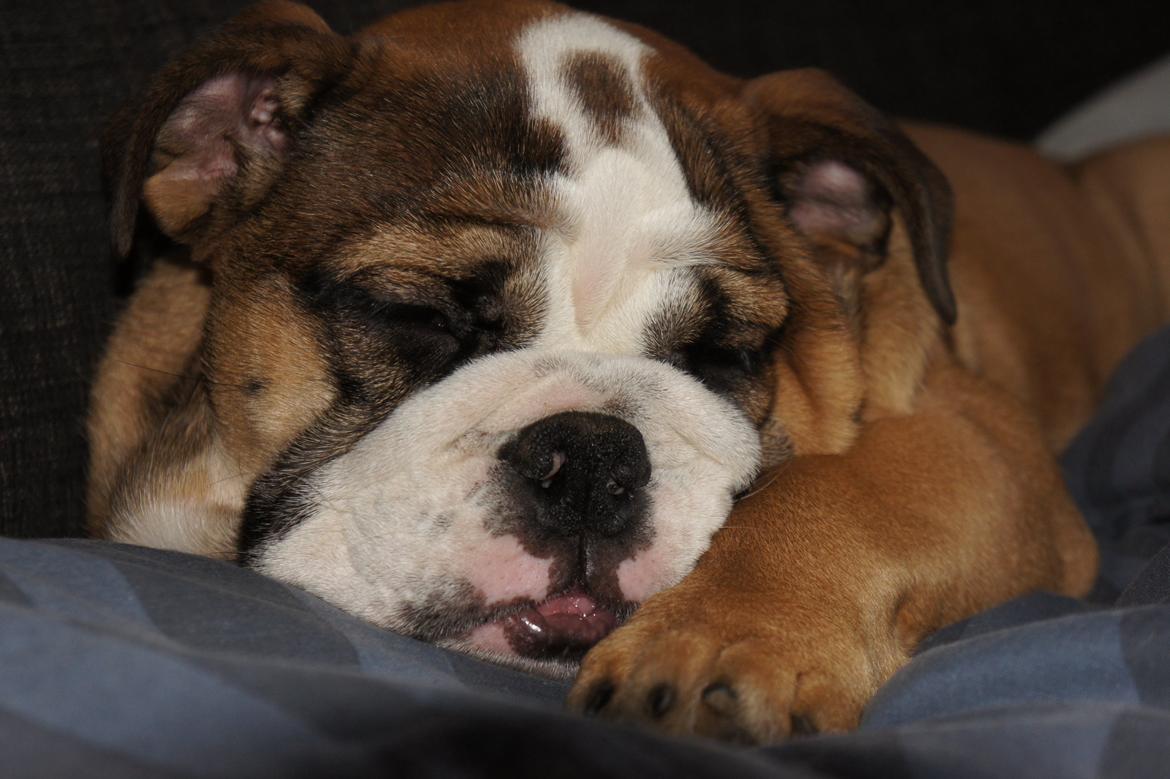 Engelsk bulldog Iggy billede 12