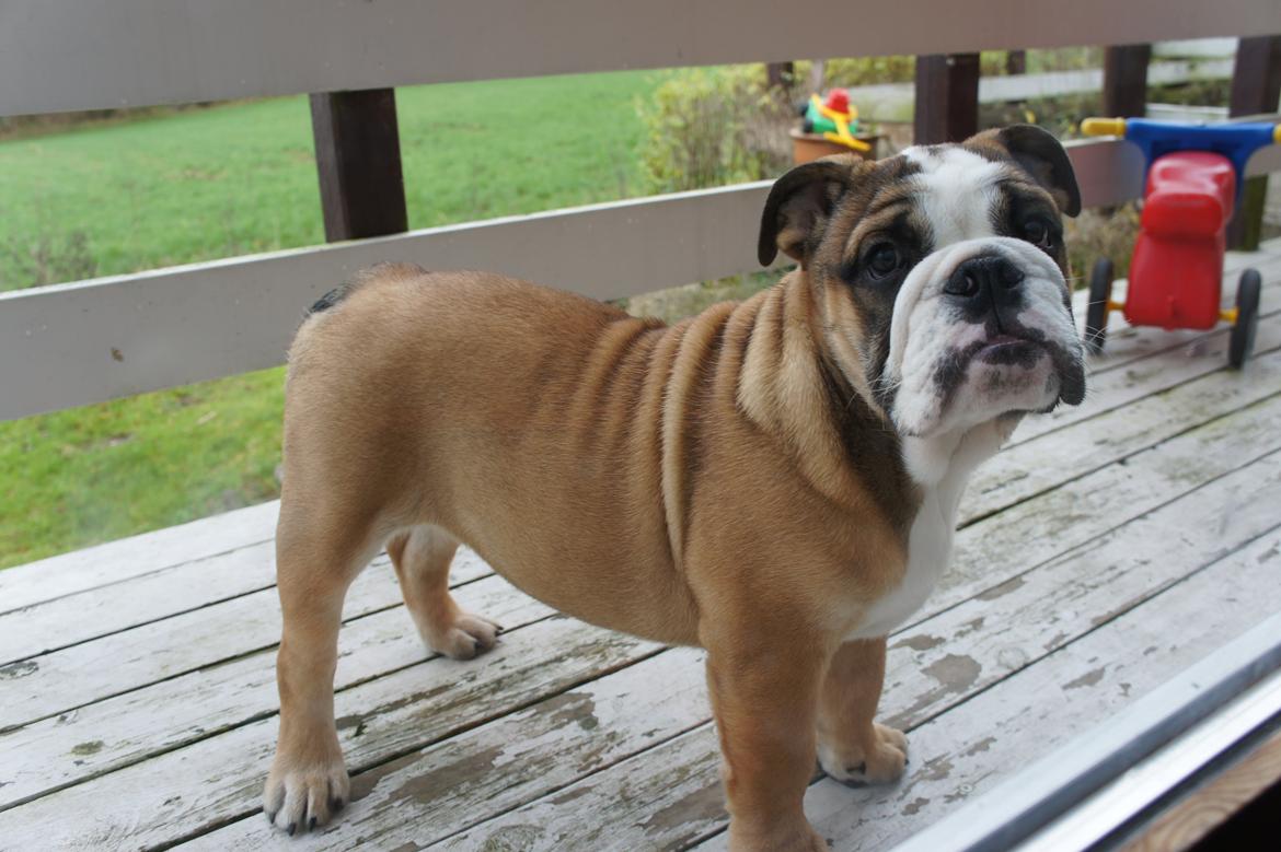 Engelsk bulldog Iggy billede 13