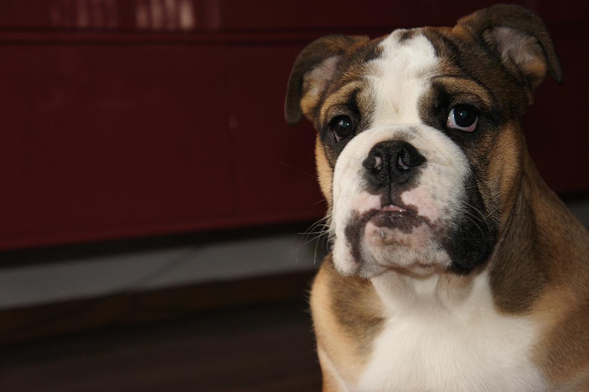 Engelsk bulldog Iggy billede 14