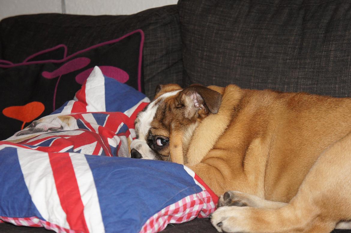 Engelsk bulldog Iggy billede 15