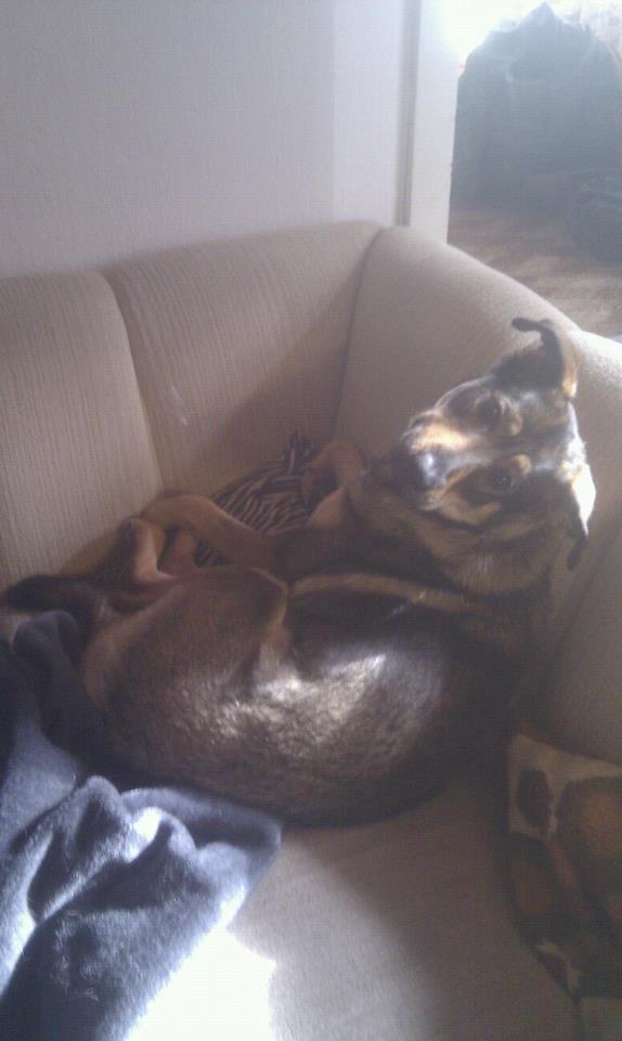 Blanding af racer Laika billede 1