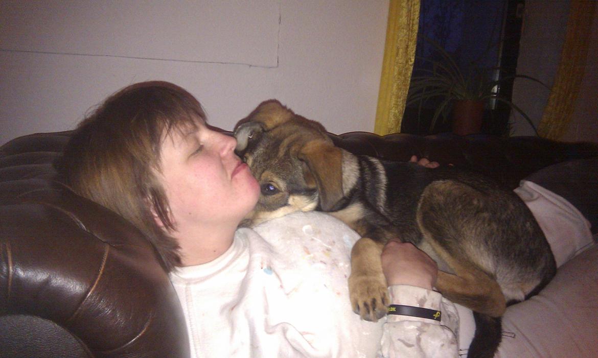 Blanding af racer Laika billede 2