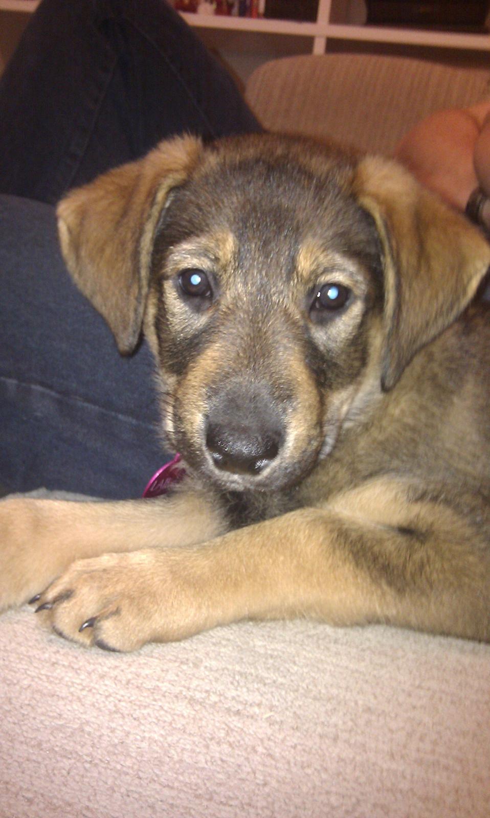 Blanding af racer Laika billede 3