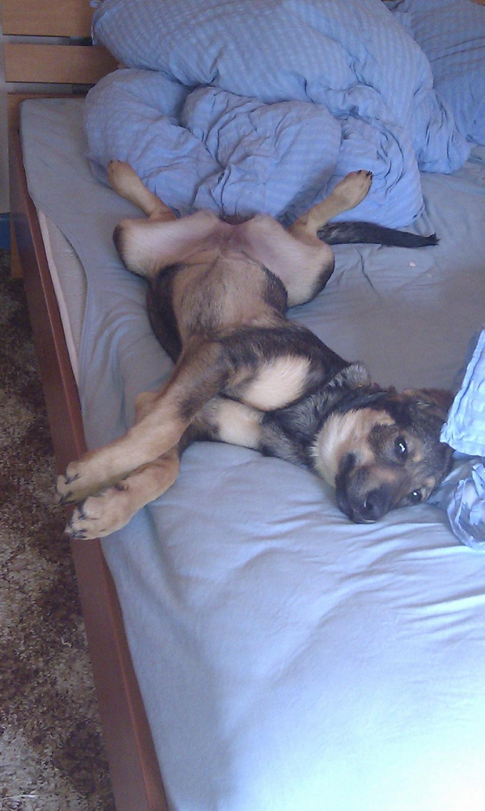 Blanding af racer Laika billede 4