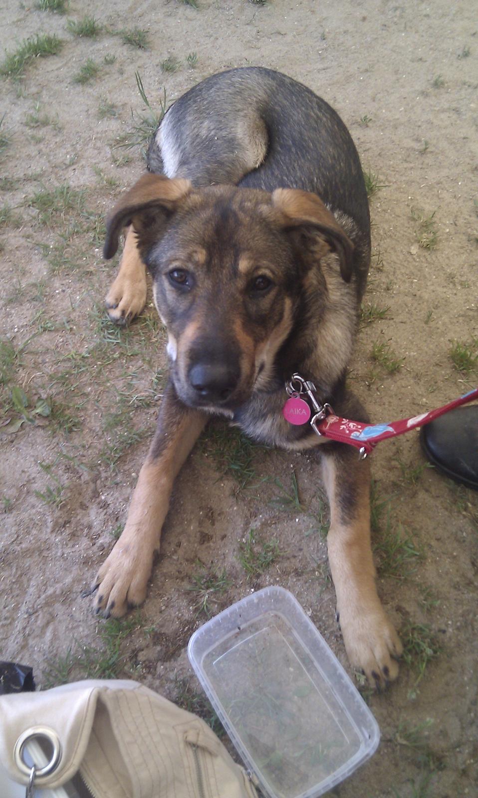 Blanding af racer Laika billede 5