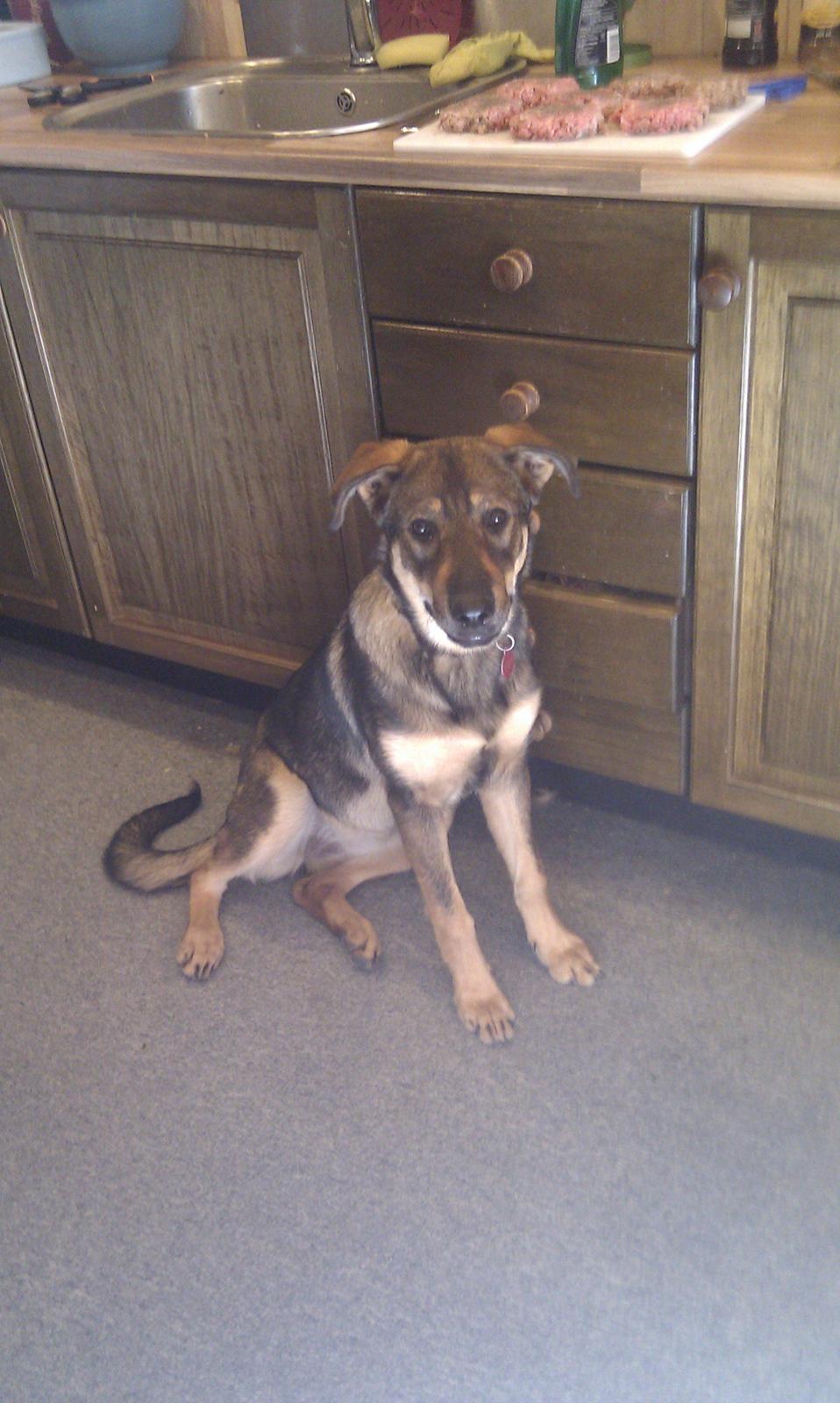 Blanding af racer Laika billede 6