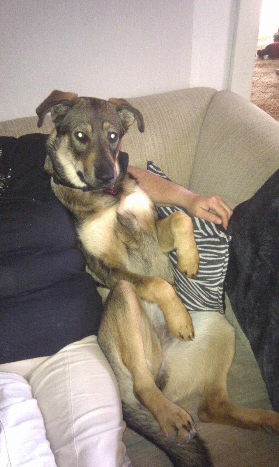 Blanding af racer Laika billede 7