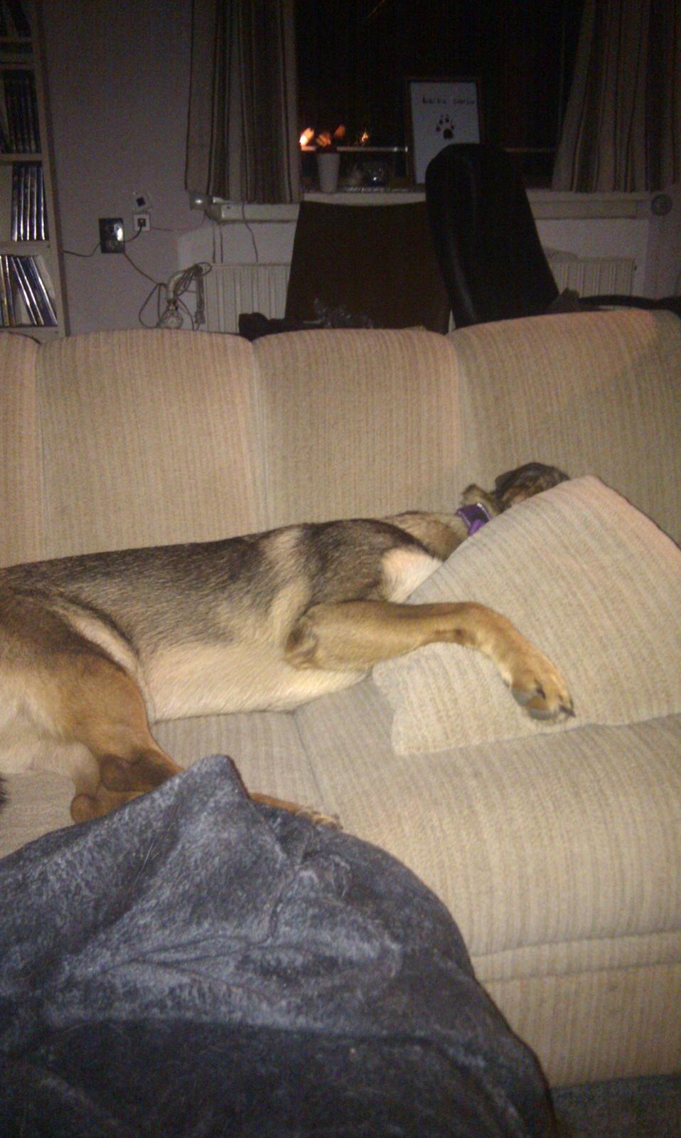 Blanding af racer Laika billede 8