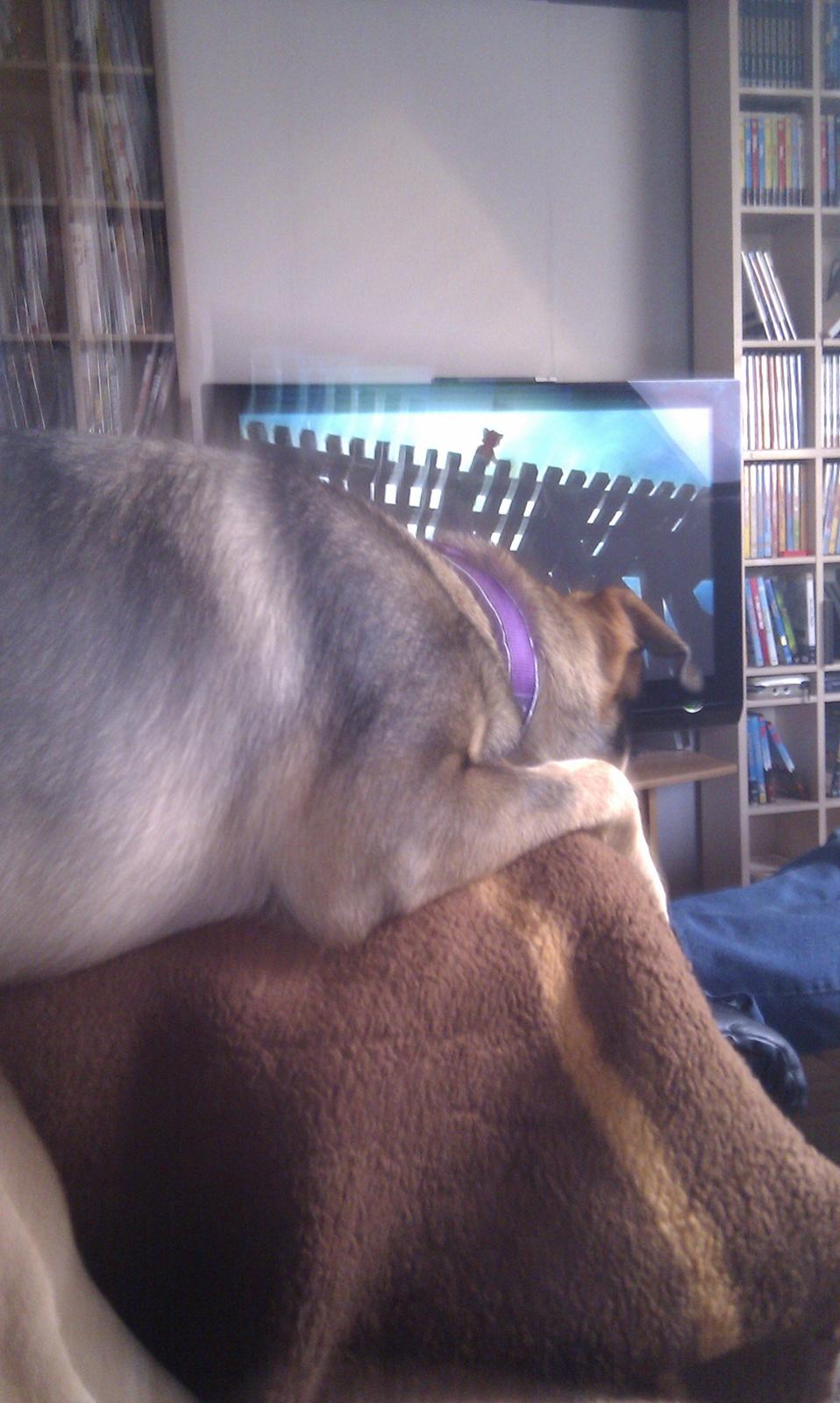 Blanding af racer Laika billede 9