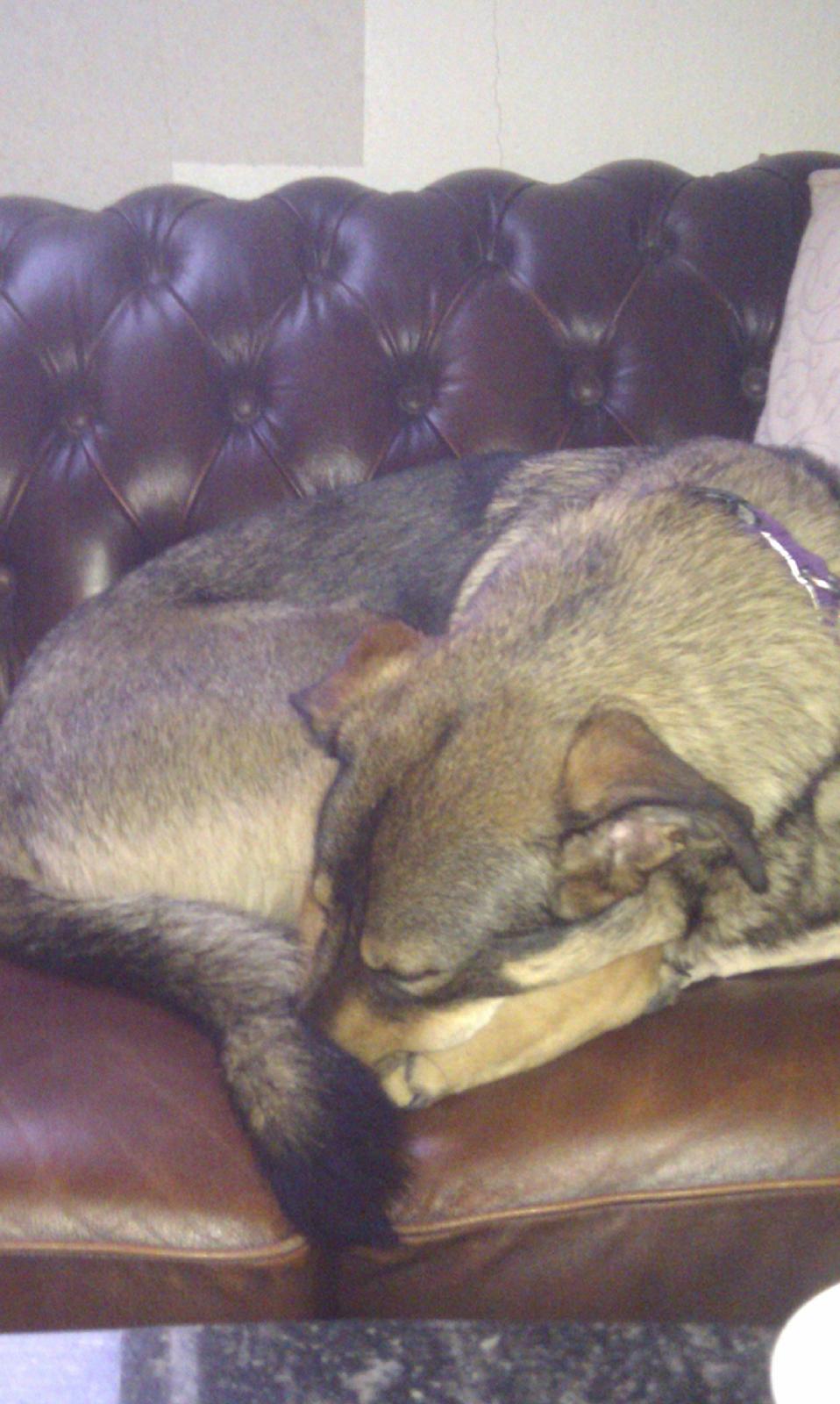 Blanding af racer Laika billede 10