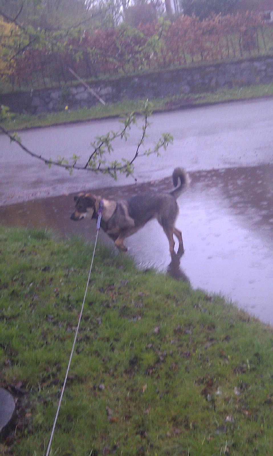 Blanding af racer Laika billede 11