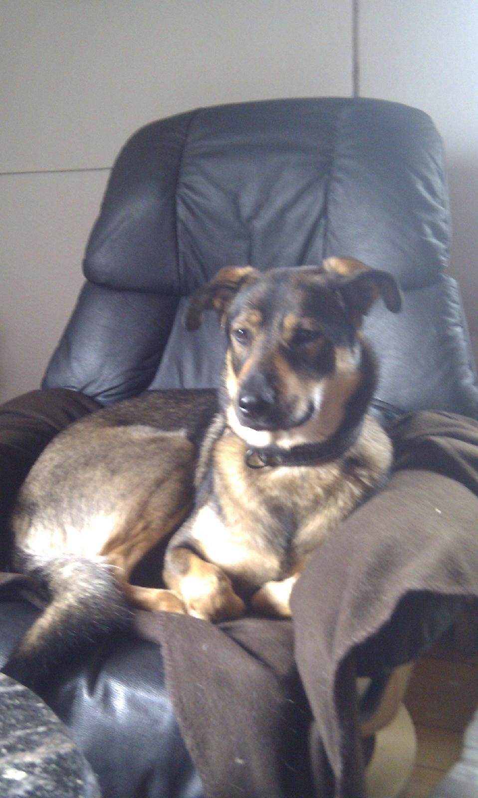 Blanding af racer Laika billede 12