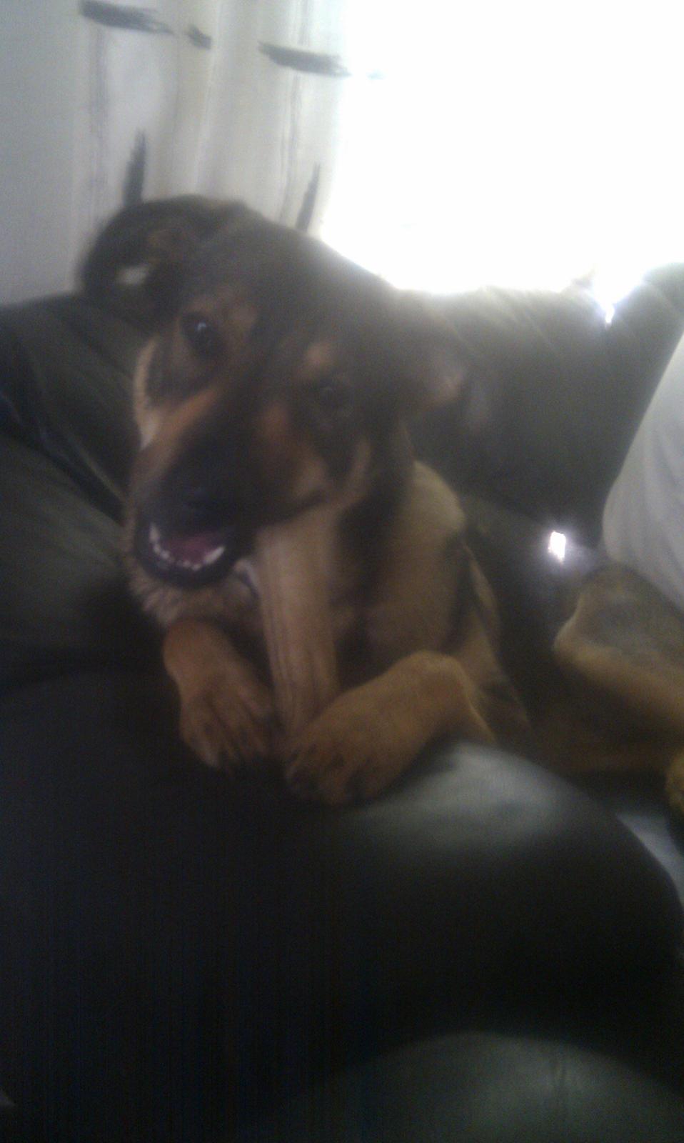 Blanding af racer Laika billede 13