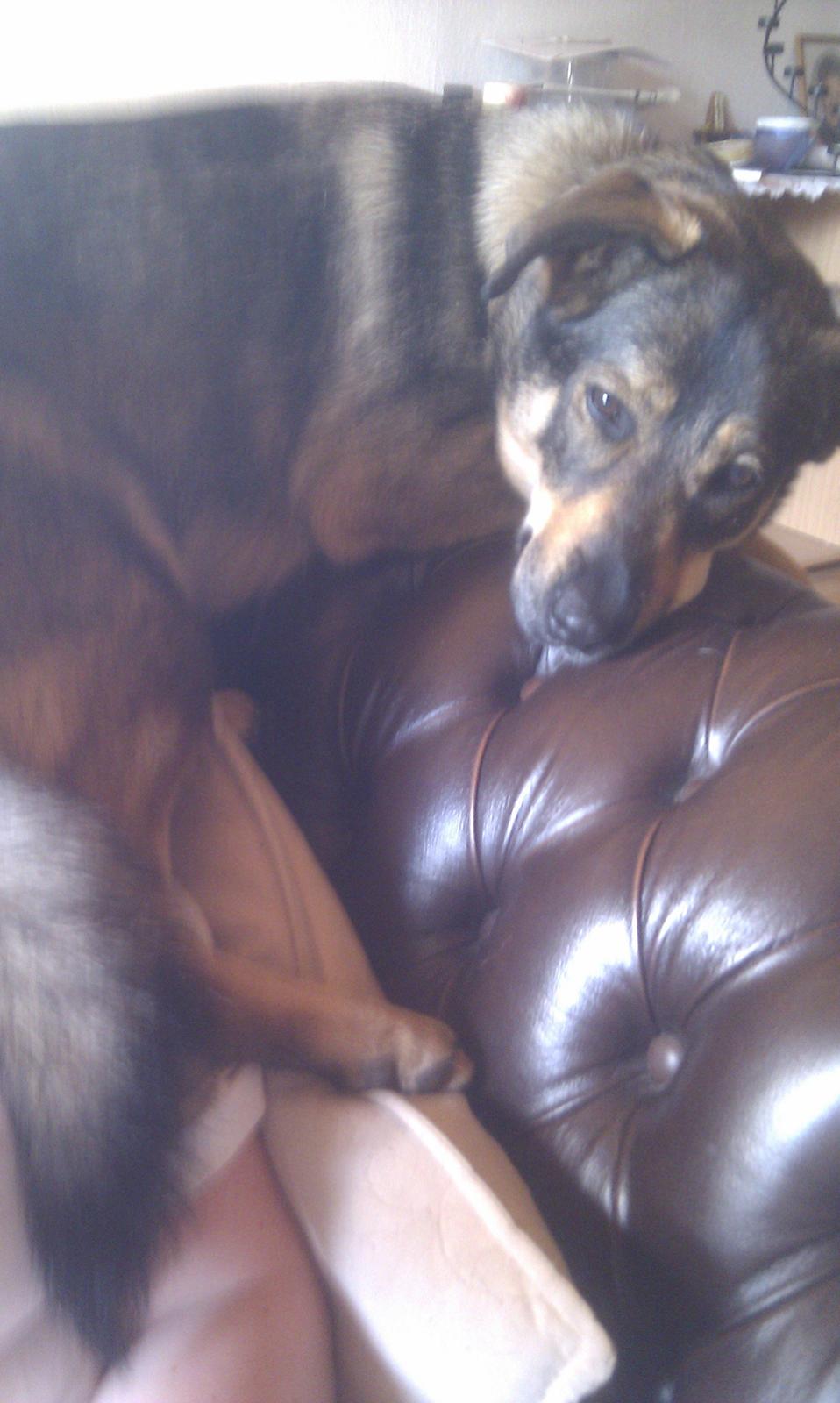 Blanding af racer Laika billede 14